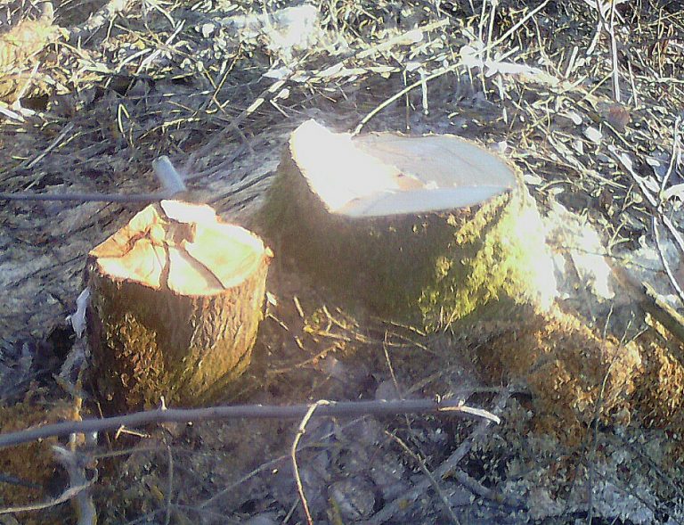 Глава Вышневолоцкого района стоит за полузаконными вырубками леса?