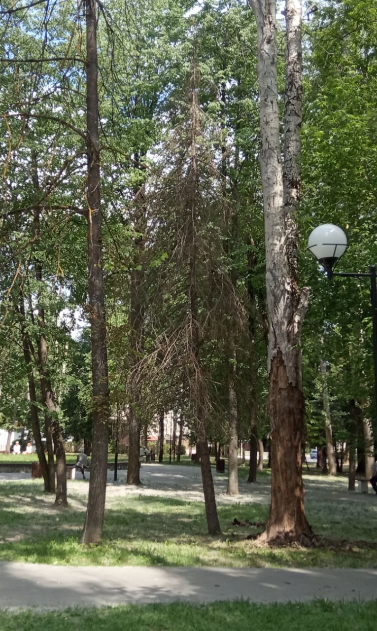 Деревья-убийцы